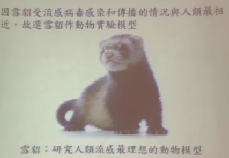 港大研究稱哺乳動(dòng)物可經(jīng)唾沫傳播H7N9病毒